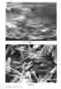 Fig. 08 - Bone graft material and uses thereof