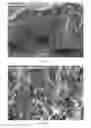 Fig. 09 - Bone graft material and uses thereof