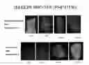 Fig. 06 - Early endosperm promoter and methods of use