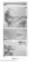 Fig. 09 - Plants having altered growth and/or development resulted from modulated expression of ubiquitin-specific proteases and a method for making the same