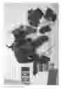 Fig. 02 - GRAPEVINE 'IFG 68-175'