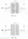 Fig. 04 - Maintaining time-division multiplexing over pseudowire connections during network outages
