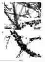 Fig. 08 - METHOD FOR THE MANUFACTURE OF NANOPARTICLES ON A CARBON SURFACE AND PRODUCTS THEREFROM