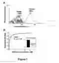 Fig. 02 - Protection of virus particles from phagocytosis by expression of CD47