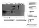 Fig. 01 - INTERFERON LAMBDA FUSION POLYPEPTIDES