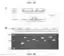 Fig. 05 - Self-containing lactococcus strain