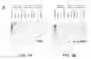 Fig. 06 - Self-containing lactococcus strain