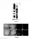 Fig. 02 - FEEDER CELL-FREE CULTURE MEDIUM AND SYSTEM