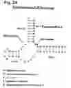 Fig. 25 - Antisense Oligonucleotides Against VR1
