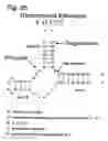 Fig. 26 - Antisense Oligonucleotides Against VR1