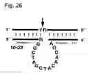 Fig. 27 - Antisense Oligonucleotides Against VR1