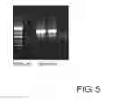 Fig. 06 - Lactic acid bacterium having effect of lowering blood uric acid level