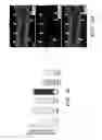 Fig. 16 - AGENTS AND METHODS FOR TREATING RESPIRATORY DISORDERS