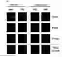 Fig. 10 - Water Soluble Curcumin-Based Compounds