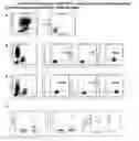 Fig. 01 - MEANS AND METHODS FOR ENHANCING DIFFERENTIATION OF HAEMATOPOIETIC PROGENITOR CELLS