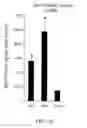 Fig. 02 - Inhibition of angiogenesis