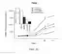 Fig. 12 - Inhibition of angiogenesis