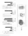 Fig. 17 - Inhibition of angiogenesis