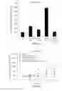 Fig. 24 - Inhibition of angiogenesis