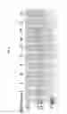 Fig. 08 - Engineered antibody constant domain molecules