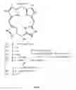 Fig. 02 - Targeted antimicrobial moieties