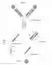 Fig. 01 - Bispecific antigen binding proteins