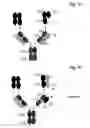 Fig. 04 - Bispecific antigen binding proteins