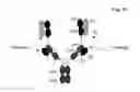 Fig. 05 - Bispecific antigen binding proteins