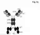 Fig. 06 - Bispecific antigen binding proteins