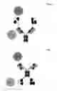 Fig. 10 - Bispecific antigen binding proteins