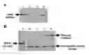 Fig. 01 - Genetically stable recombinant modified vaccinia ankara (rMVA) vaccines and methods of preparation thereof