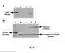 Fig. 22 - Genetically stable recombinant modified vaccinia ankara (rMVA) vaccines and methods of preparation thereof
