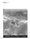 Fig. 06 - Modular assembly of tissue engineered constructs