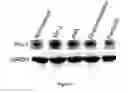 Fig. 02 - Compositions and method for manipulating PIM-1 activity in circulatory system cells