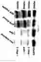 Fig. 06 - Compositions and method for manipulating PIM-1 activity in circulatory system cells