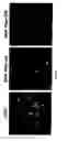 Fig. 08 - Compositions and method for manipulating PIM-1 activity in circulatory system cells