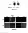 Fig. 09 - Compositions and method for manipulating PIM-1 activity in circulatory system cells