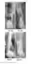 Fig. 07 - HOMEOPATHIC COMPLEX