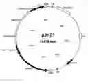 Fig. 01 - CORN STARCH AND ALSO CORN FLOURS AND FOODS COMPRISING THIS CORN STARCH