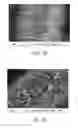 Fig. 07 - One-dimensional metal nanostructures