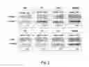 Fig. 03 - CBARA1 and LHX6 cell markers for embryonic stem cells