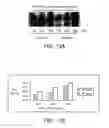 Fig. 15 - Modified Nucleotides and Methods for Making and Use Same