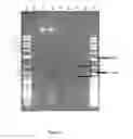 Fig. 11 - Method for DNA double-strand break repair in vitro and applications thereof