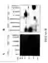 Fig. 07 - Methods and compositions for detecting spermatozoa or semen in a sample