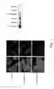 Fig. 08 - Methods and compositions for detecting spermatozoa or semen in a sample