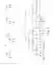 Fig. 03 - Spinocerebellar ataxia type 8 and methods of detection