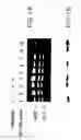 Fig. 02 - VMP-like sequences of pathogenic 