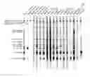Fig. 01 - Primate T-lymphotropic viruses