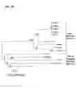 Fig. 06 - Primate T-lymphotropic viruses