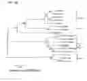 Fig. 07 - Primate T-lymphotropic viruses